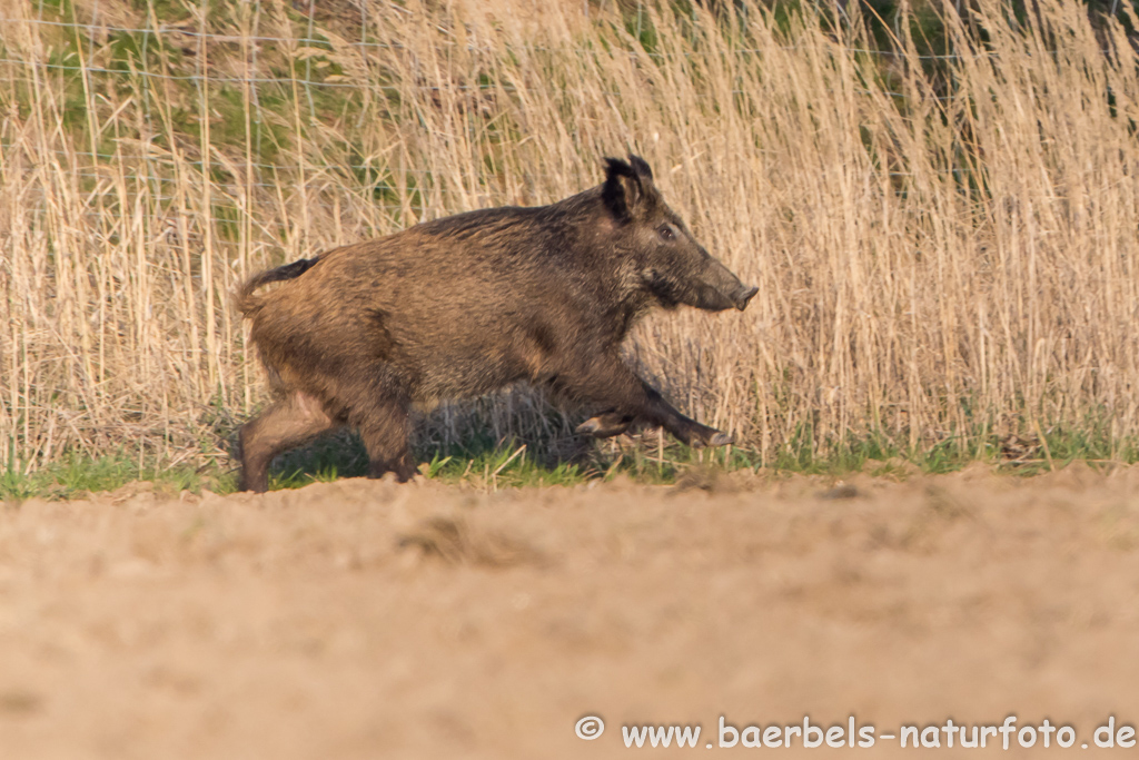 Wildschwein