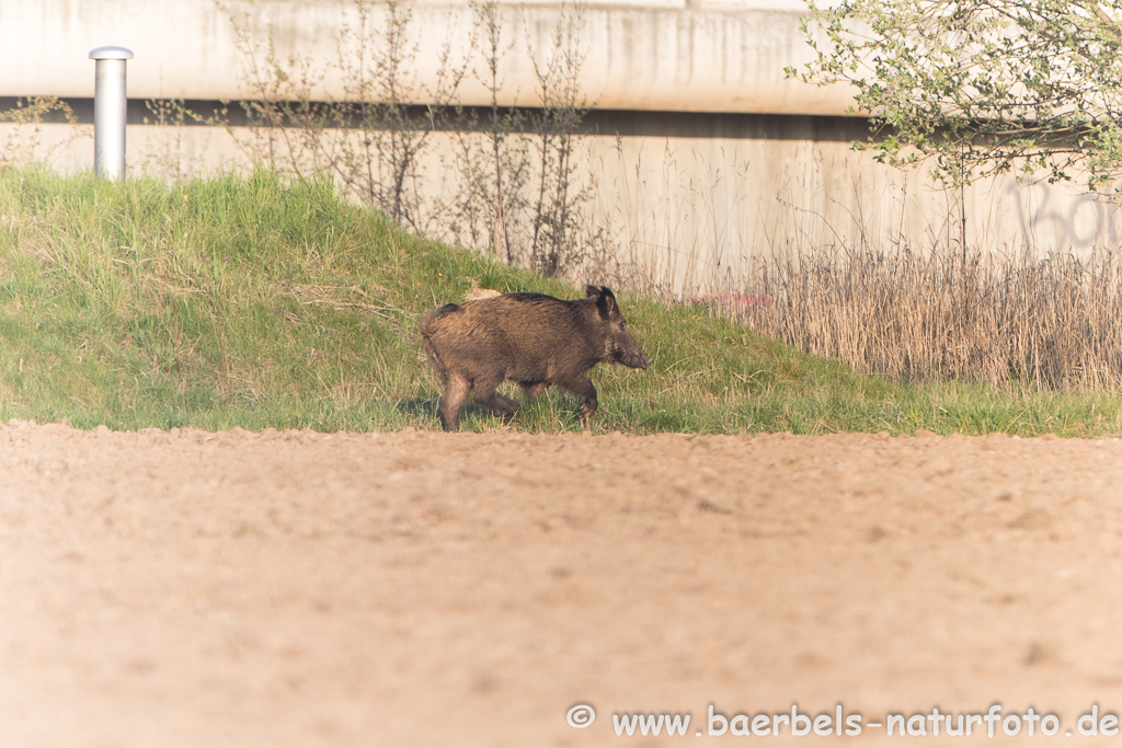 Wildschwein