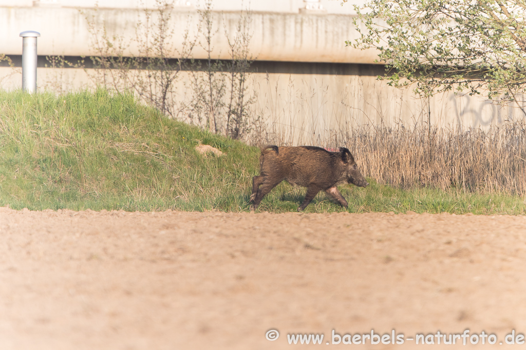 Wildschwein