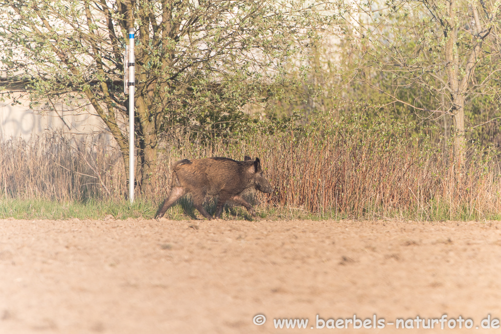 Wildschwein