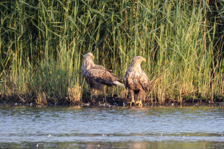 Seeadler