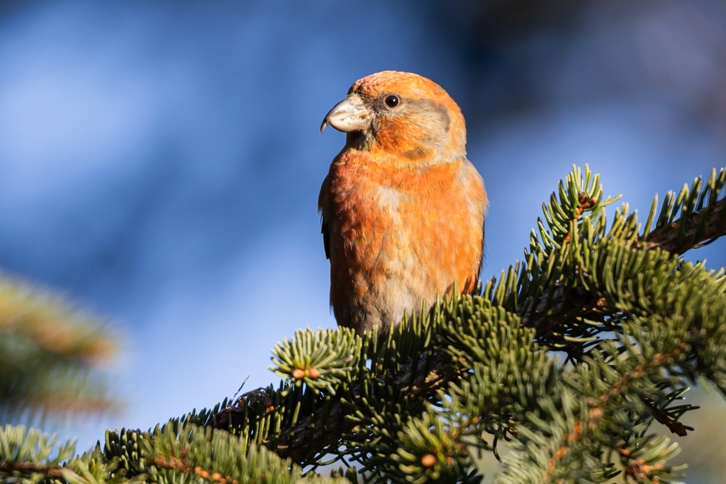 Fichtenkreuzschnabel