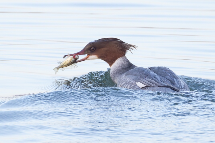 Weiblicher Gänsesäger