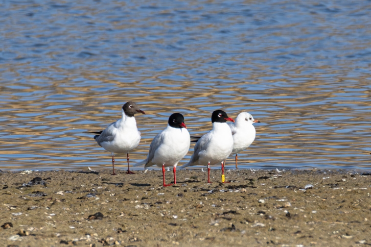 Schwarzkopfmöwen und Lachmöwen