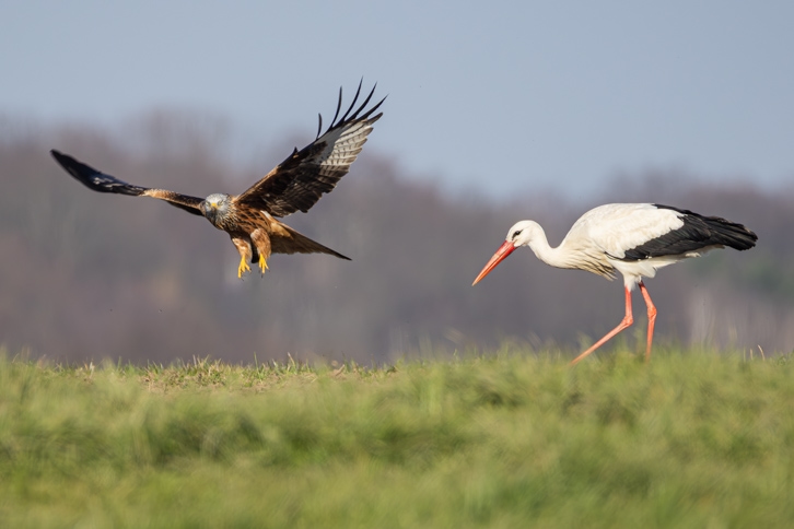 Weißstorch und Rotmilan