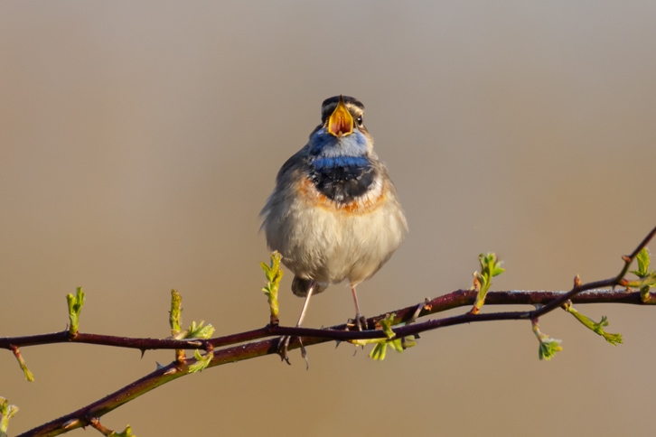 Blaukehlchen