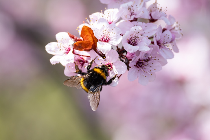 Hummel