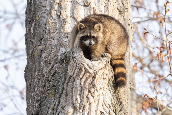 Waschbär