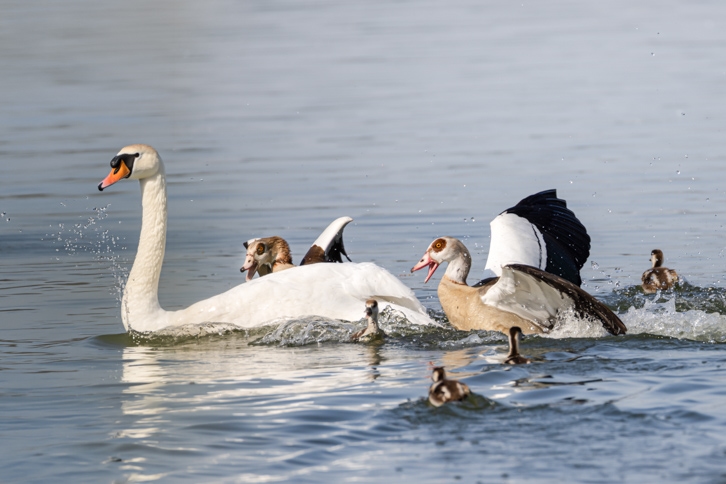 Nilgänse mit Küken und Höckerschwan