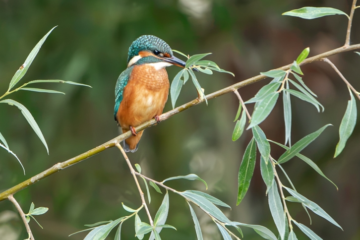 Eisvogel