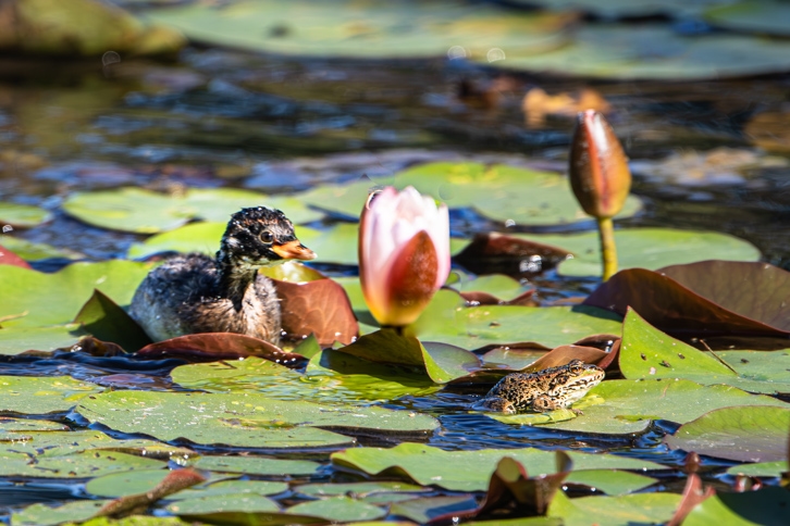 Junger Zwergtaucher mit Frosch