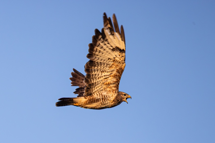 Mäusebussard