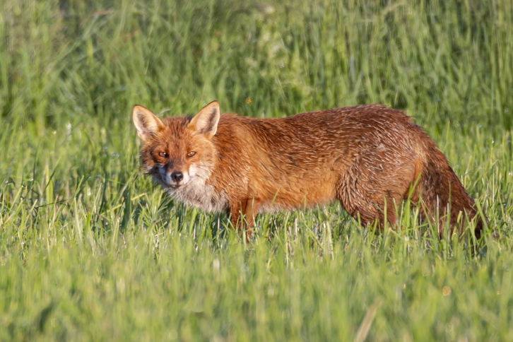 Rotfuchs